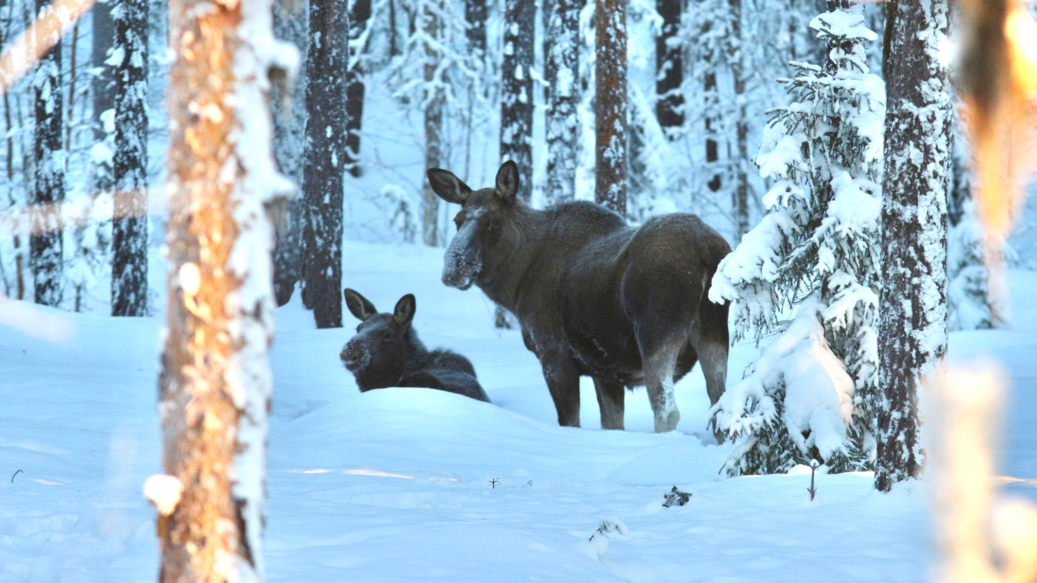 Moose safari Jokkmokk
